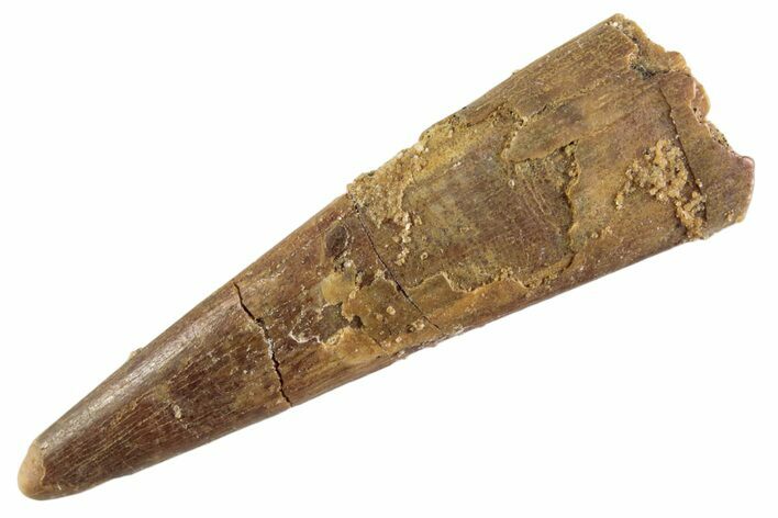Fossil Pterosaur (Siroccopteryx) Tooth - Morocco #359990
